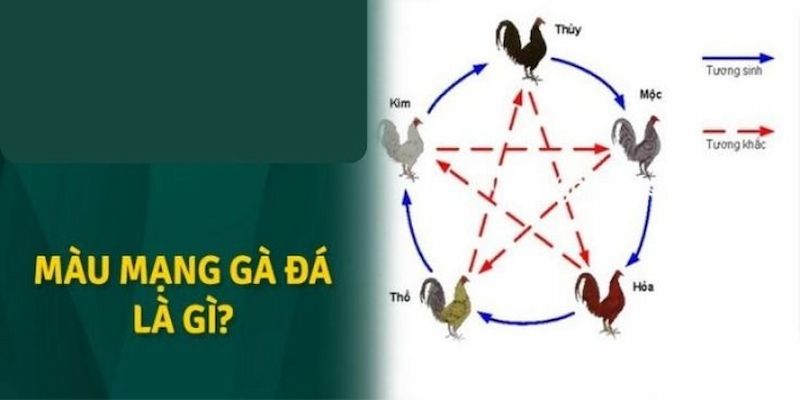 Tìm hiểu màu mạng gà là gì